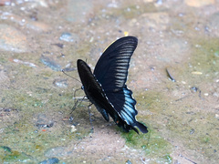 Papilio ascalaphus