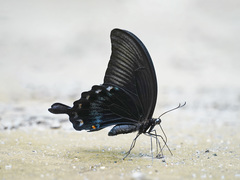 Papilio ascalaphus