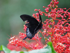 Papilio ascalaphus