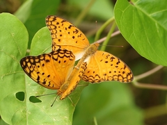 Phalanta phalantha aethiopica
