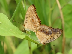 Phalanta phalantha aethiopica