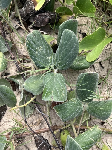 Canavalia sericea observed 2025-12-31