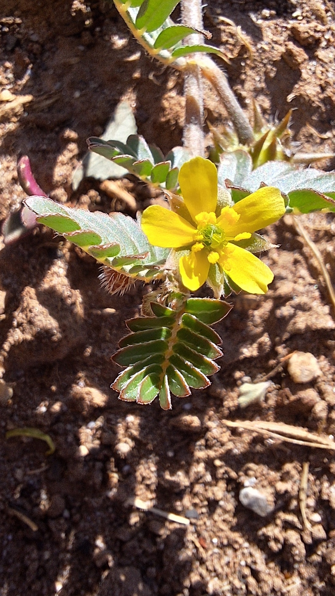Imagem de Tribulus terrestris