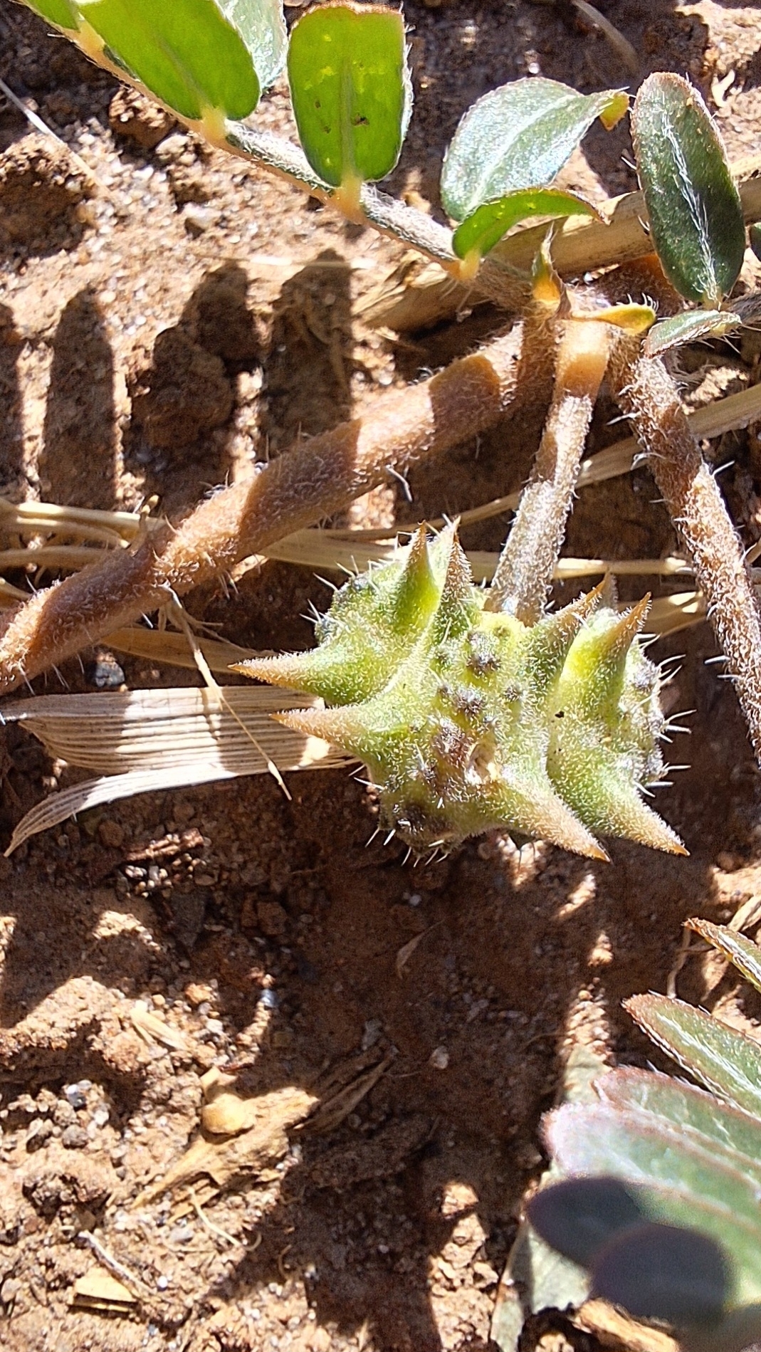 Imagem de Tribulus terrestris