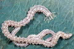 Synaptula reticulata