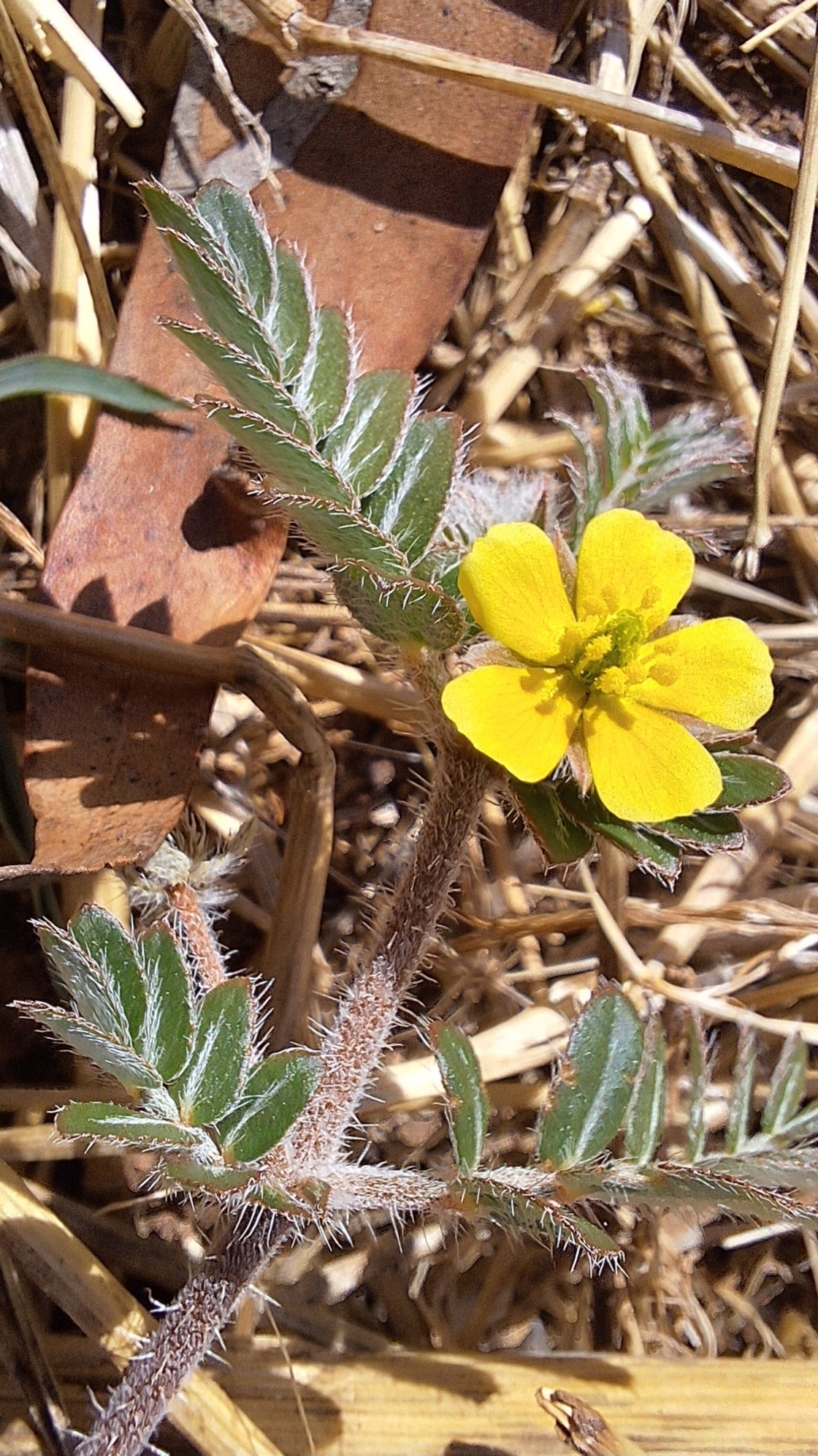 Imagem de Tribulus terrestris