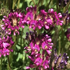 Trifolium burchellianum