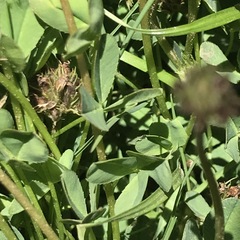 Trifolium burchellianum