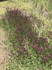 Trifolium burchellianum