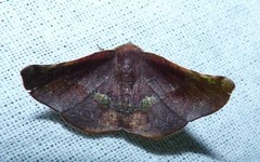 Garaeus