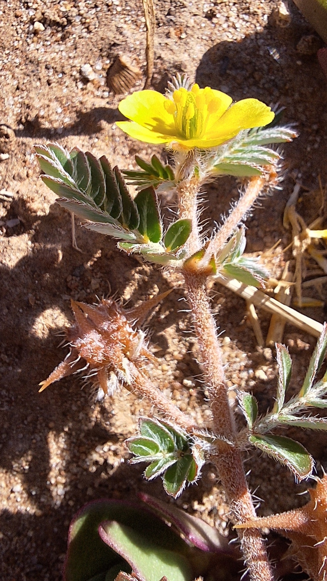 Imagem de Tribulus terrestris