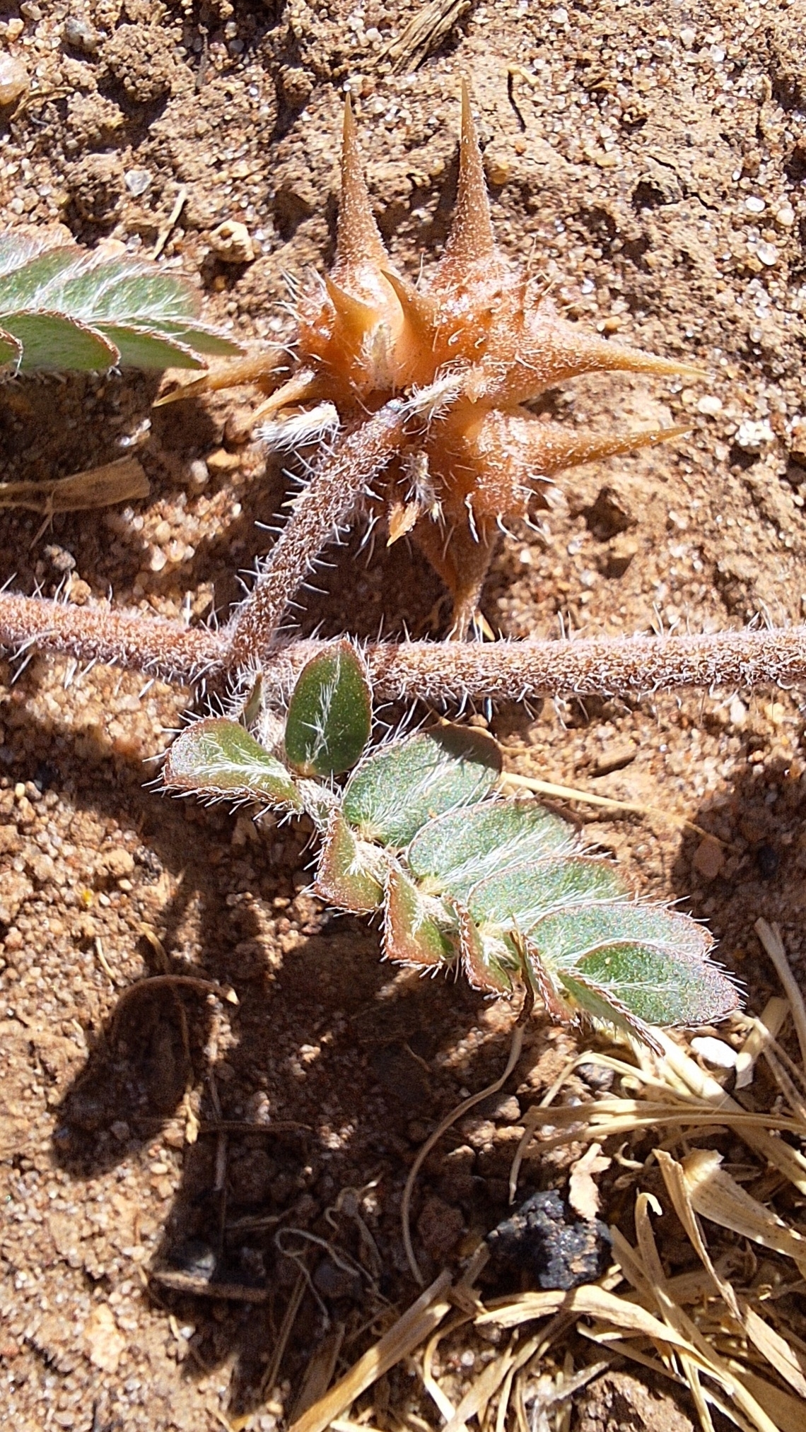Imagem de Tribulus terrestris