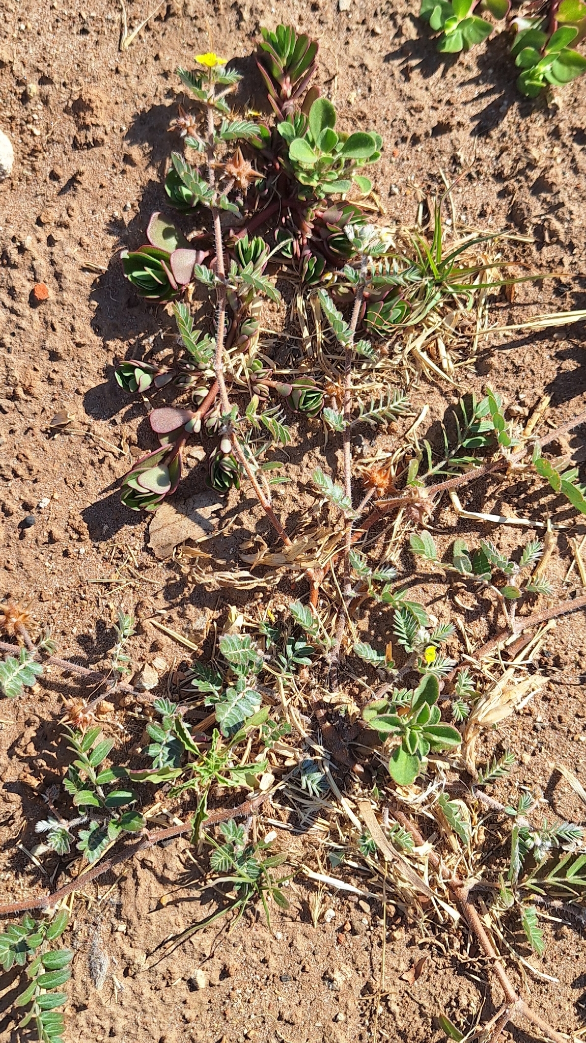 Imagem de Tribulus terrestris