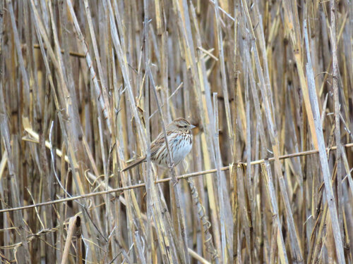 Song Sparrow