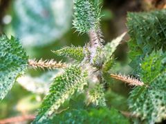 Urtica ardens