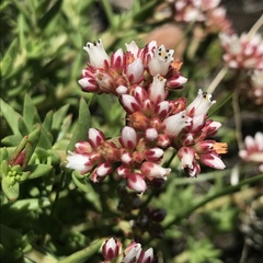 Crassula dependens