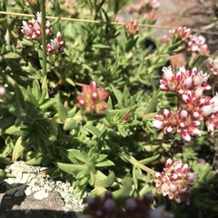 Crassula dependens