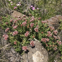 Crassula dependens