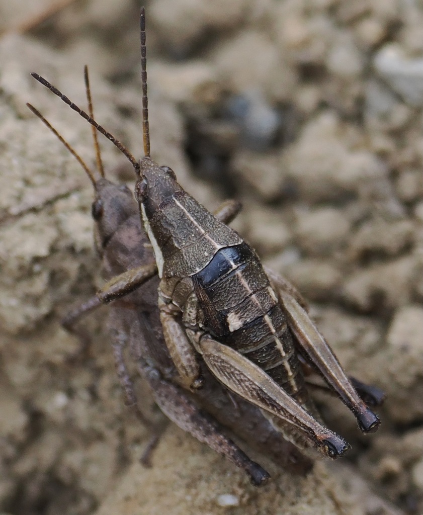 Sphenarium variabile