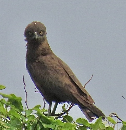 Brown Snake-Eagle