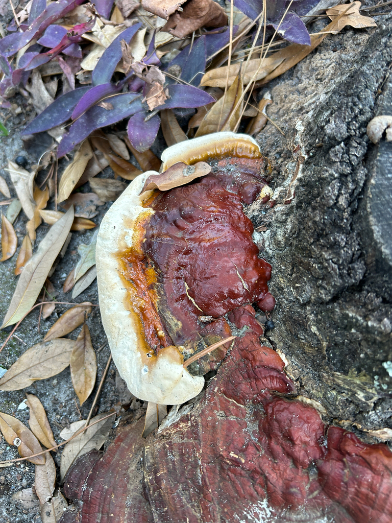 Ganoderma sessile · December 2025 · photo: © kefreecomo (iNaturalist, cc-by)