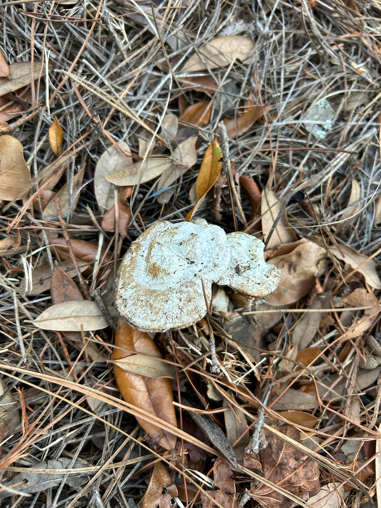 Ganoderma curtisii · December 2025 · photo: © kefreecomo (iNaturalist, cc-by)