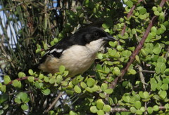 Laniarius ferrugineus