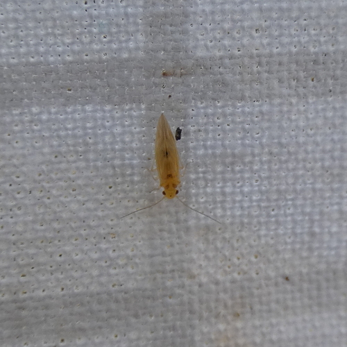 Yellow barklouse photo 6