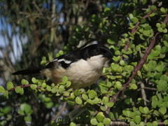 Laniarius ferrugineus