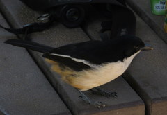 Laniarius ferrugineus