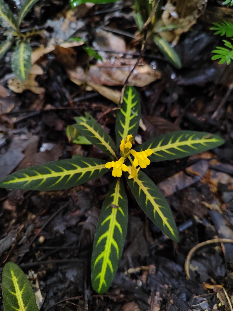 Aphelandra goodspeedii
