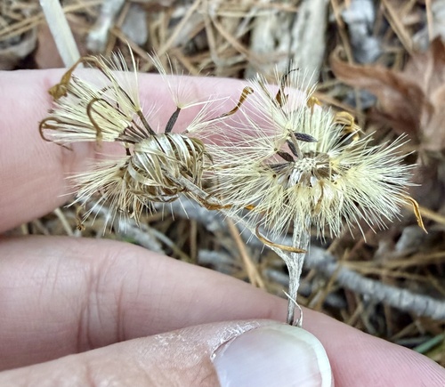 West Gulf Grassleaf-Goldenaster (Pityopsis tenuifolia)
