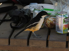 Laniarius ferrugineus