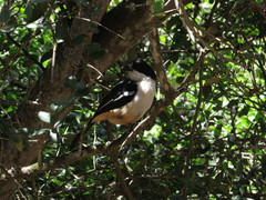 Laniarius ferrugineus