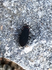 Melacoryphus rubicollis