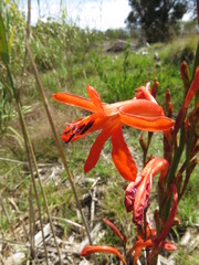 Watsonia schlechteri