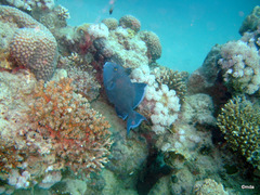 Pseudobalistes fuscus