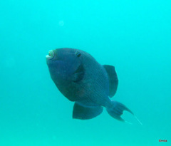 Pseudobalistes fuscus