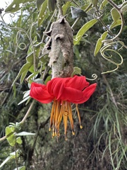 (c) Nicolás Baresch Uribe, some rights reserved (CC BY) Mutisia clematis, photograph (c) Nicolás Baresch Uribe, some rights reserved (CC BY)