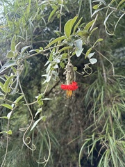 (c) Nicolás Baresch Uribe, some rights reserved (CC BY) Mutisia clematis, photograph (c) Nicolás Baresch Uribe, some rights reserved (CC BY)