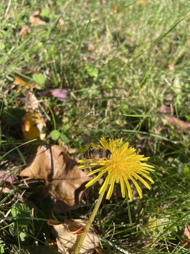 Unknown species found near Platt St, Milford, CT, US