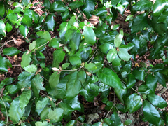 Croton cascarilloides