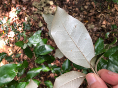 Croton cascarilloides