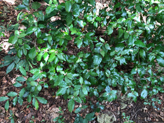 Croton cascarilloides