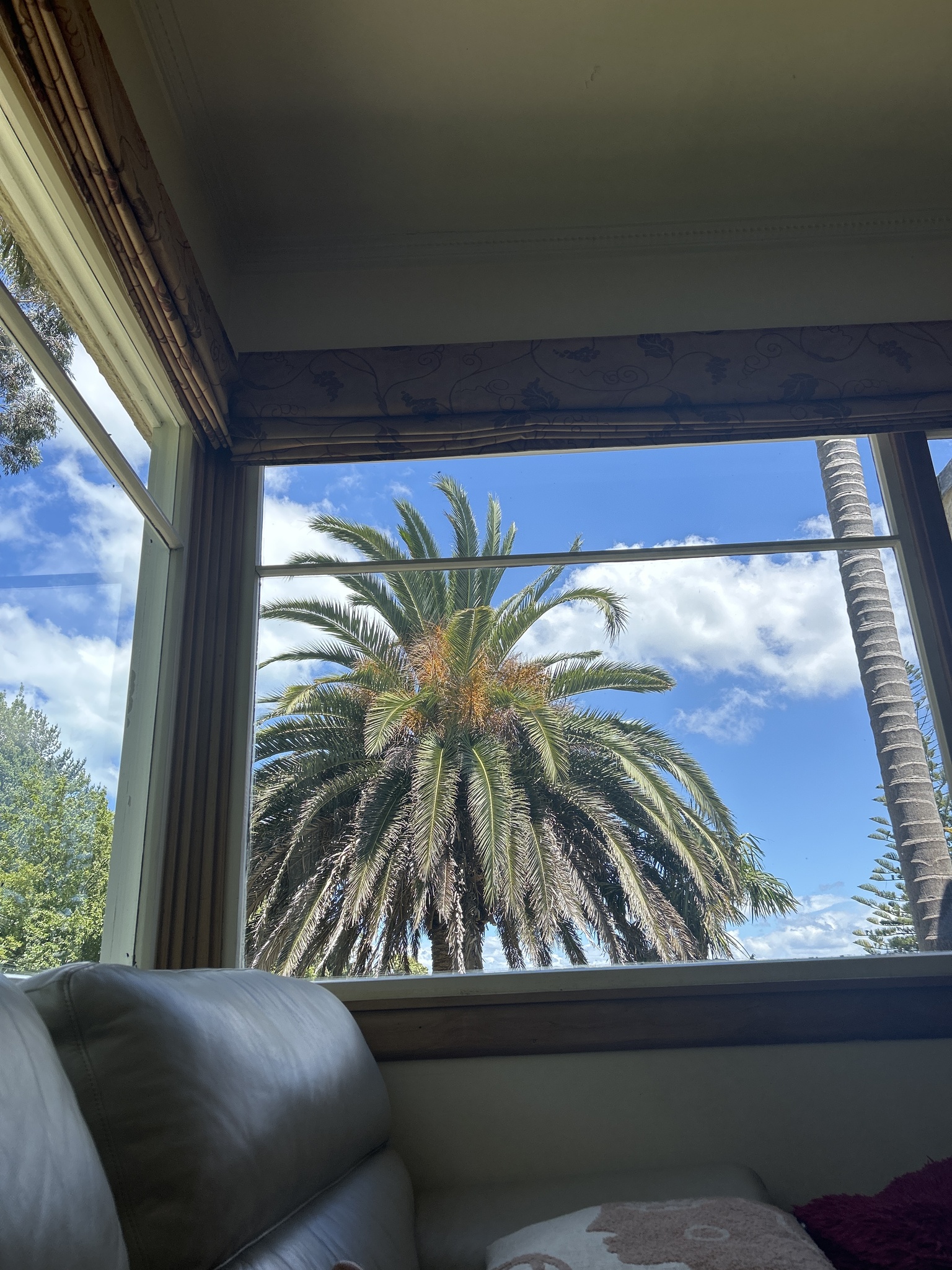 Canary island date palm