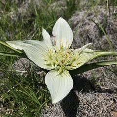 Colchicum striatum