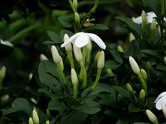 Jasminum angulare