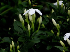 Jasminum angulare