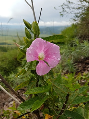 Calystegia dahurica