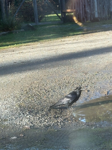Common Raven